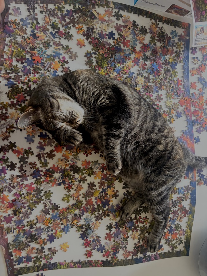Araceli's cat, Butter, another photo