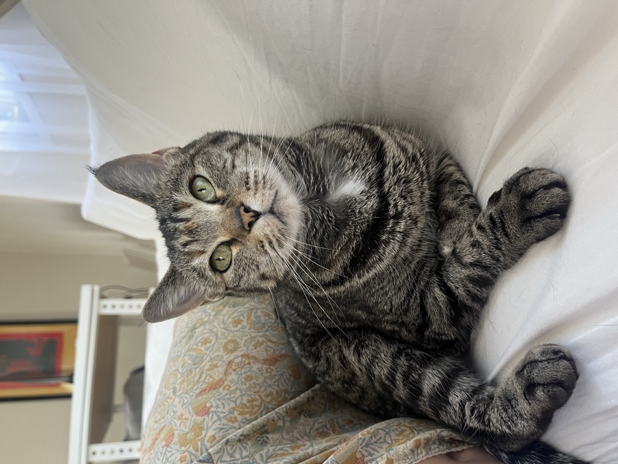 Araceli's cat, Butter